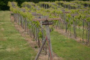 루이자에 있는 쿠퍼 빈야드는 동부 해안 최초이자 미국에서 두 번째로 에너지 및 환경 디자인 리더십 (LEED)의 최고 등급인 플래티넘 인증을 받은 와이너리이다.