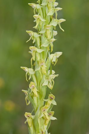 Platanthera hyperborea