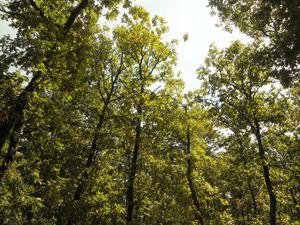 스레드나고라산맥의 헝가리 떡갈나무(Quercus frainetto) 숲