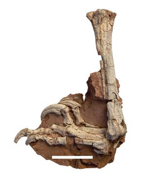 홀로타입의 왼쪽 발과 경골