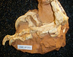 홀로타입의 왼쪽 발