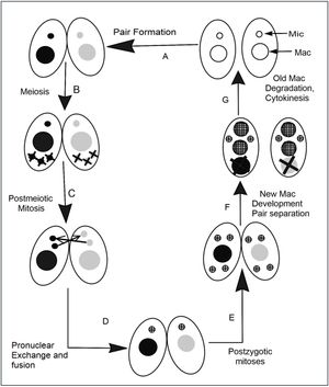 테트라하이메나 접합. 영양분이 부족할 때, 두 개체(A)가 서로 짝을 이루어 유성 생식(접합)을 시작한다. (B) 각 개체의 이배체 미세핵은 감수 분열을 거쳐 4개의 반수체 핵을 형성하며, 이 중 3개는 분해된다. (C) 남은 반수체 핵은 유사 분열을 통해 각 세포에서 두 개의 전핵을 형성한다. (D) 각 세포의 두 전핵 중 하나는 짝짓기 파트너와 교환되고, 융합은 이배체 접합자 핵의 형성을 이룹니다. (E) 접합자 핵은 두 번의 유사 분열을 거쳐 4개의 핵을 형성한다. (F) 두 개의 핵은 미세핵이 되고, 다른 두 개는 대핵으로 분화한다. 원래의 모(母) 대핵은 분해된다. (G) 세포 분열이 일어나고 핵은 딸세포로 분배되어 각 자손은 하나의 미세핵과 하나의 대핵을 받는다.