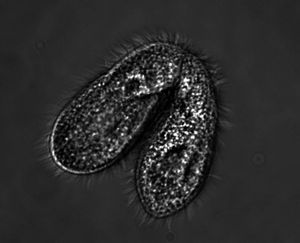 보완적인 짝짓기 유형의 두 테트라하이메나 세포가 유성 접합 동안 핵을 교환하기 위해 짝을 이룬다.