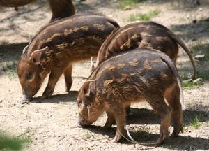 신시내티 동물원의 새끼 멧돼지