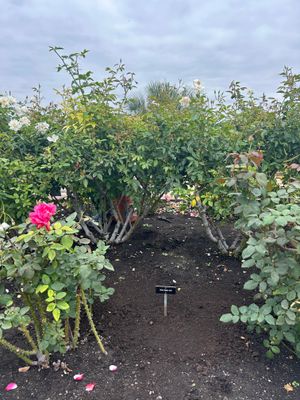 아이네즈 그랜트 기념 장미 정원, "여학생의 밤"