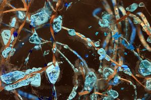 폼산구리 수화물