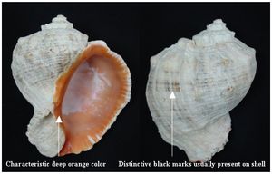 피뿔고둥 껍데기의 배면(왼쪽)과 등면(오른쪽)