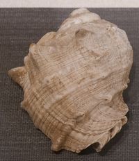 사이타마시의 오토 조개 무덤에서 발견된 피뿔고둥