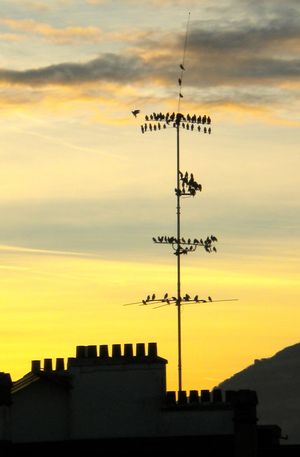 남쪽으로 이동하기 전 모이는 새떼