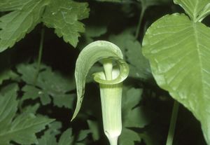 작은 수컷 Arisaema triphyllum 식물