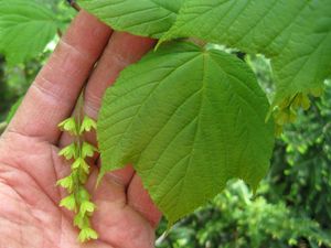 줄무늬 단풍 또는 Acer pensylvanicum