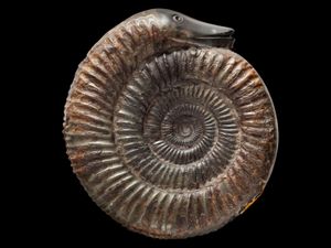 휘트비 근처에서 발견된 스네이크스톤으로, 머리가 Dactylioceras commune (Sowerby, 1815) 표본에 조각되어 있다. 휘트비 지층, 토아르기 시대, 늦은 초기 쥐라기. 런던 자연사 박물관 소장