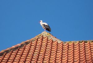 둥지를 튼 황새