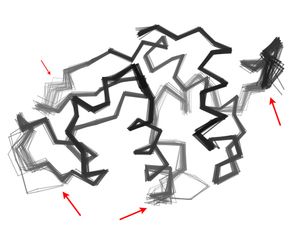 Protein Data Bank에서 얻은 44개의 닭 알 흰자 리소자임 결정 구조 "앙상블"로, 서로 다른 결정화 조건이 다양한 표면에 노출된 루프와 말단(빨간색 화살표)에 대해 서로 다른 컨포메이션을 유발함을 보여준다.