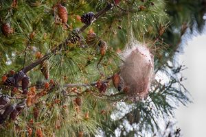 소나무 가지에 있는 Thaumetopoea pityocampa의 애벌레 둥지.