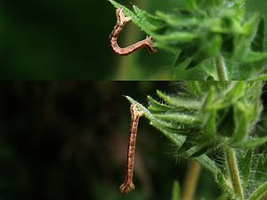 자나방과 애벌레 또는 자벌레