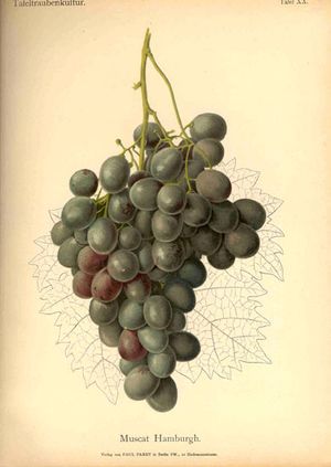 1895년 독일 포도 재배 텍스트의 함부르크 머스캣
