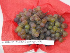 머스캣 오토넬(Muscat Ottonel)과 샤슬라 루즈 드 퐁세(Chasselas Rouge de Foncé)가 섞여 있는 테이블 포도 한 그릇