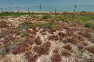 알 코르 북쪽의 초목 지대, 알 제바일 정수장 동쪽