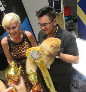 WCF 사무총장 타티아나 체르노바와 페르시아 고양이 챔피언