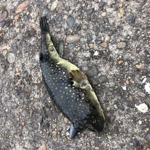 복섬 (2018년 8월 6일, 가시마 항)