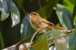 검은목오목눈이