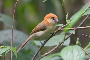 창백부리오목눈이