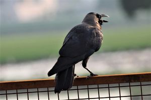 찬디가르 근처의 집까마귀