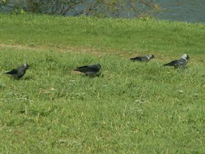 C. m. soemmerringii, 러시아 목초지에서 먹이 활동을 하는 모습
