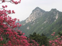 마청 시 귀봉산의 진달래 꽃