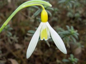 Galanthus plicatus '웬디스 골드'는 노란색 무늬와 자방을 가지고 있다.
