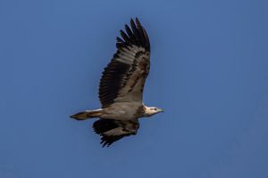 비행 중인 어린 흰배바다수리