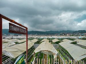 딸기 밭 (La Trinidad Valley)