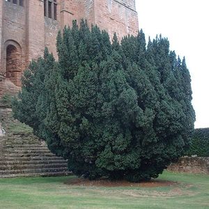 킬케니 성에 심어진 아일랜드 주목(Taxus baccata 'Fastigiata')