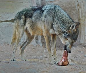 알 아인 동물원(Al Ain Zoo)의 늑대, UAE