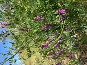 털알팔파(vicia villosa) 피복 작물