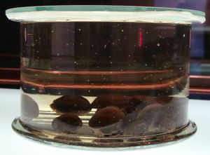 보존된 도도나무 씨앗