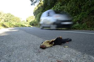 인도 대형 다람쥐는 수목형 동물로, 열대 우림 캐노피를 파괴한 도로에서 죽었다.