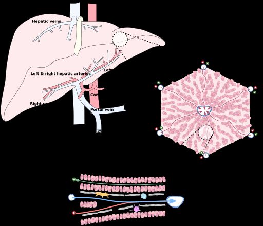 간 소엽의 주변에 문맥 삼관(portal triad, 문맥에서 온 소엽간 정맥·간 동맥에서 온 소엽간 동맥·간에서 온 소엽간 담관), 중심부에 중심 정맥(간 정맥에서 하대 정맥으로)이 분포하고 있다.
