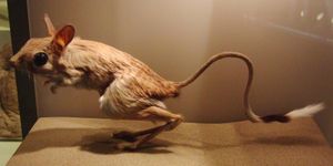 국립과학박물관, 도쿄, 일본에 있는 박제 표본