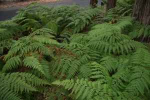 칼로클라이나 두비아