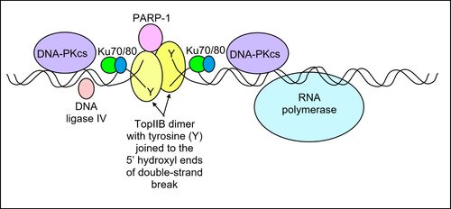 정지된 RNA 중합 효소 및 제한적이고 단기적인 TOP2B 유도 DNA 이중 가닥 절단과 관련된 PARP-1 및 NHEJ 복합 효소