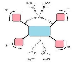 HIV-1 단백질 분해효소의 활성 자리에 결합된 억제제의 단순화된 모습. 중심의 핵심 구조(모티프, 파란색)에 있는 수산기가 활성 부위의 Asp25, Asp25'와 수소결합을 형성한다. 억제제의 카보닐기는 플랩 부위의 Ile50, Ile50'에 연결된 물분자와 수소결합을 형성한다. 억제제의 소수성기(핑크색)는 효소의 S1, S1´, S2, S2´ 포켓에 의해 둘러싸여 있다.