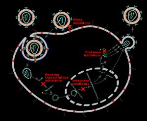 HIV 치료에 사용되는 주요 항레트로바이러스 약물의 작용 기전 도식