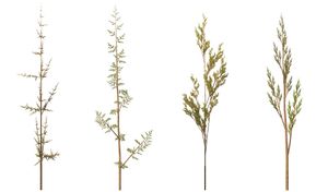 3D L-system을 사용하여 생성된 '잡초'