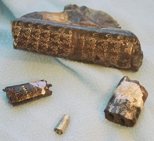 바쿨리테스의 표본 조각