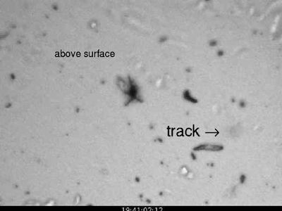 이 "영상"은 스타더스트 에어로젤 안의 입자 궤적이 어떻게 보이는지를 보여준다. 영상은 스타더스트 튜토리얼 "가상 망원경"에서 볼 수 있다. 튜토리얼은 러시아 우주정거장 미르에서 잡힌 외계 입자와 독일의 밴더그래프 발전기를 이용해 먼지를 가속시켜 만든 궤적을 사용한다. 실제 성간 먼지의 궤적은 튜토리얼과 다르게 더 깊거나 더 얇게, 더 넓거나 좁게 나타날 수 있다.