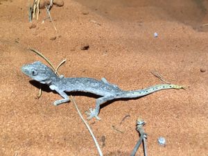 북방가시꼬리도마뱀붙이