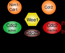 그림. 1 Wee1의 역할과 조절