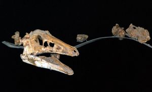 몽골 자연사 박물관에 전시된 모식 두개골